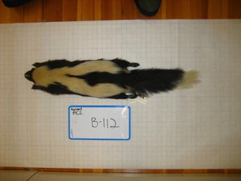 Media type: image;   Mammalogy BANGS-112